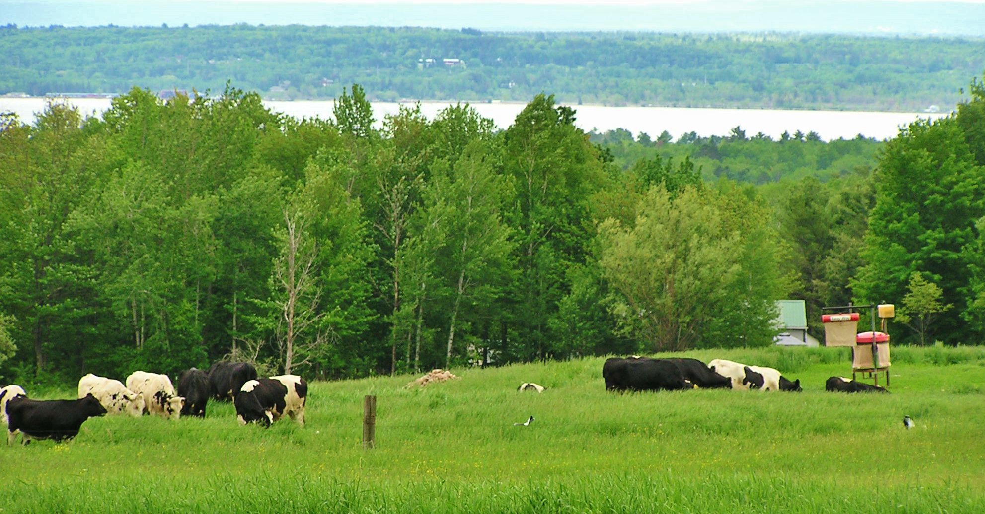 Cattle graze in field